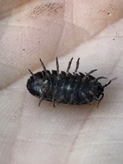 Armadillidium vulgare
