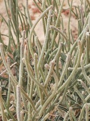 Matthiola incana melitensis