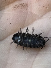 Armadillidium vulgare