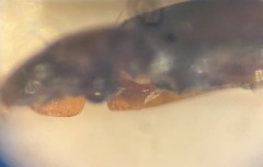 Enochrus ochraceus