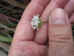 Melanthera parvifolia