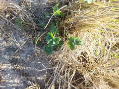 Ciconium