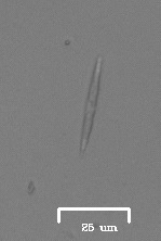 iNaturalist observation photo of Nitzschia
