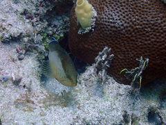 Epinephelus morio