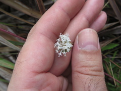Melanthera parvifolia