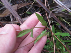 Melanthera parvifolia