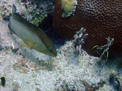 Epinephelus morio