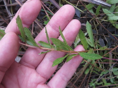 Melanthera parvifolia