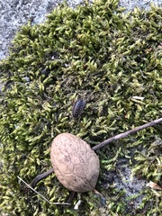 Oniscus asellus