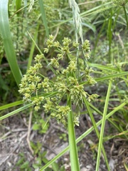 Cyperus pseudovegetus