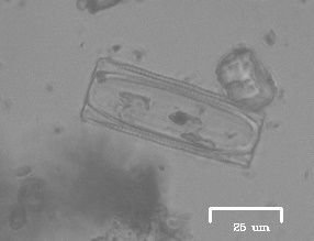 iNaturalist observation photo of Diatoms