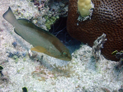 Epinephelus morio