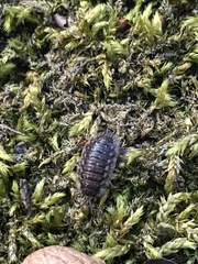 Oniscus asellus