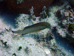 Epinephelus morio