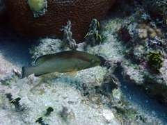 Epinephelus morio