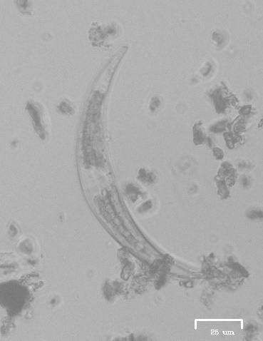 iNaturalist observation photo of Closterium