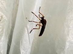 Diogmites platypterus