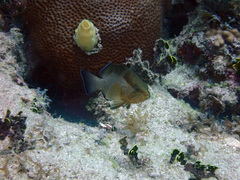 Epinephelus morio
