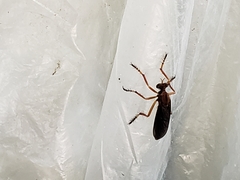 Diogmites platypterus