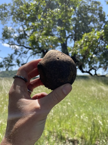 iNaturalist observation photo of California Gall Wasp