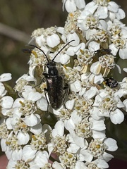 Brachysomida californica