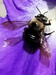 Xylocopa tabaniformis