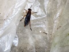 Diogmites platypterus