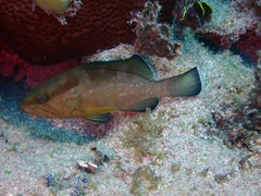 Epinephelus morio