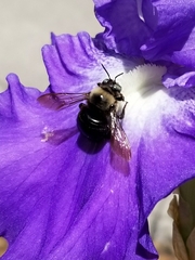 Xylocopa tabaniformis