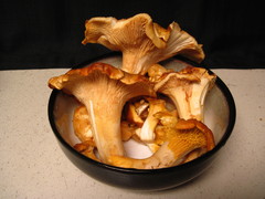 Cantharellus