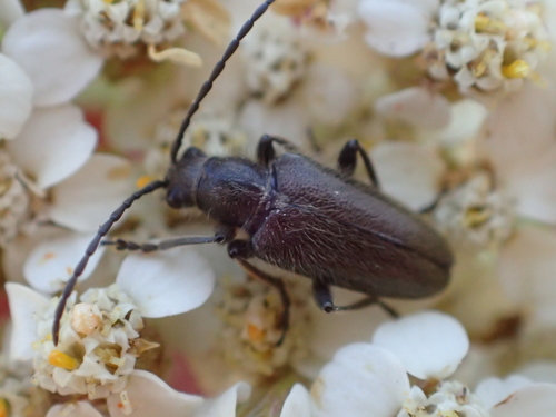 iNaturalist observation photo of Brachysomida californica