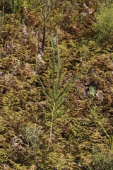 Aspalathus macrantha