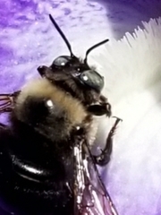 Xylocopa tabaniformis