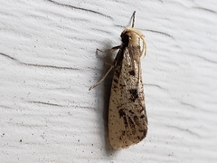 Acrolophus mortipennella