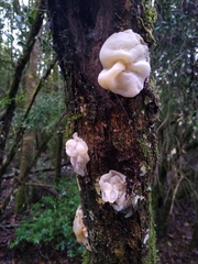 Aleurodiscus vitellinus