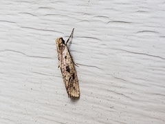 Acrolophus mortipennella