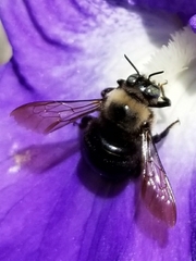 Xylocopa tabaniformis