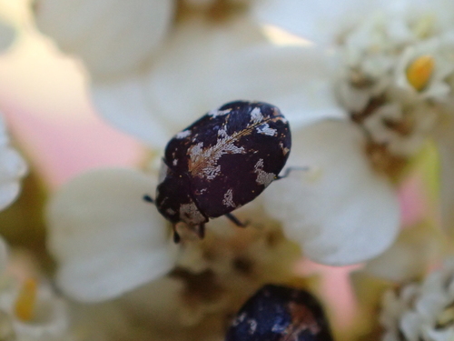 iNaturalist observation photo of Anthrenus lepidus