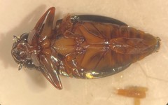 Dineutus discolor