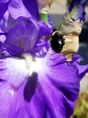 Xylocopa tabaniformis