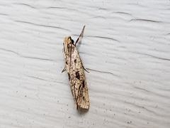 Acrolophus mortipennella