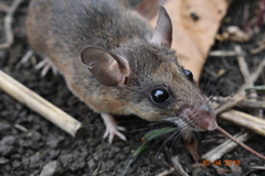Peromyscus mexicanus