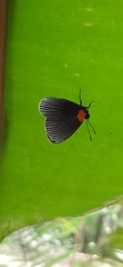 Hades noctula