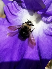 Xylocopa tabaniformis