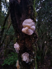 Aleurodiscus vitellinus