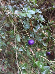 Rhaphithamnus spinosus