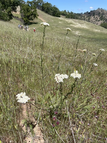 iNaturalist observation photo of common yarrow