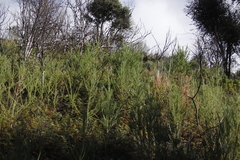 Aspalathus macrantha