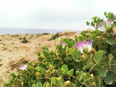 Capparis orientalis