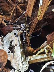 Forsteropsalis pureora